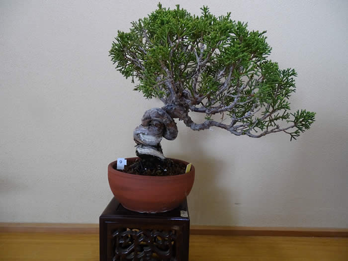 直販販売済み 真柏盆栽根づら¥25000→¥23000 植物/観葉植物