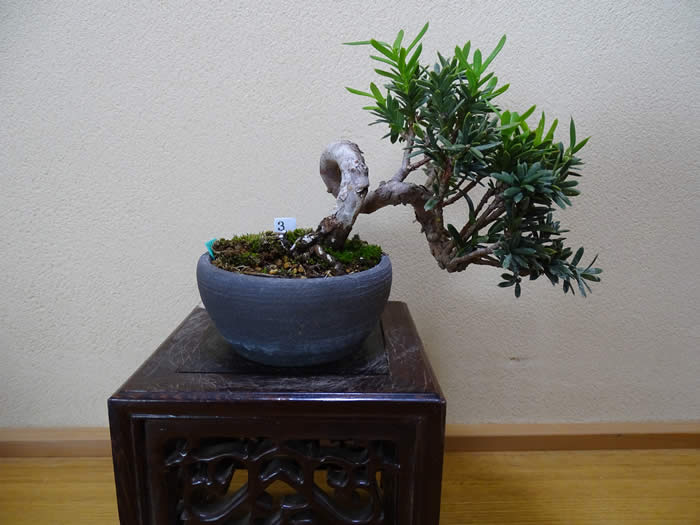 【中品 石付き　真柏盆栽】 　　⭕akave・2023様、専用❗ 石付糸魚川真柏盆栽】⭕値引き不可品❗