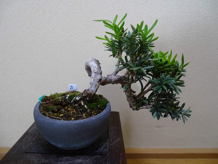 松柏盆栽：一位【No．003】